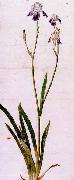 Albrecht Durer Iris oil